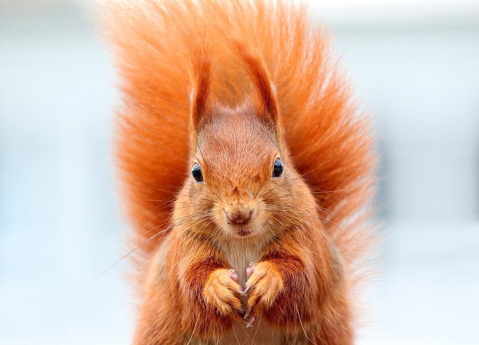 close photo shot on orange squirrel HD wallpaper