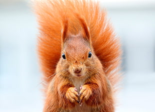 close photo shot on orange squirrel