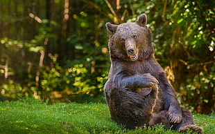 wildlife photography of brown grizzle bear HD wallpaper