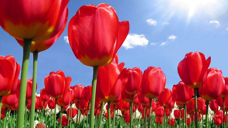 red tulip flower field under blue and white sky at daytime HD wallpaper