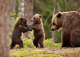 brown bears, nature, animals, bears, forest HD wallpaper