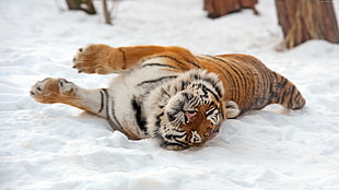 Bengal Tiger on snow HD wallpaper