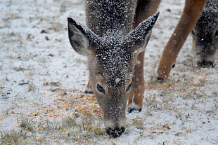 close view of a deer sniffing during winter day