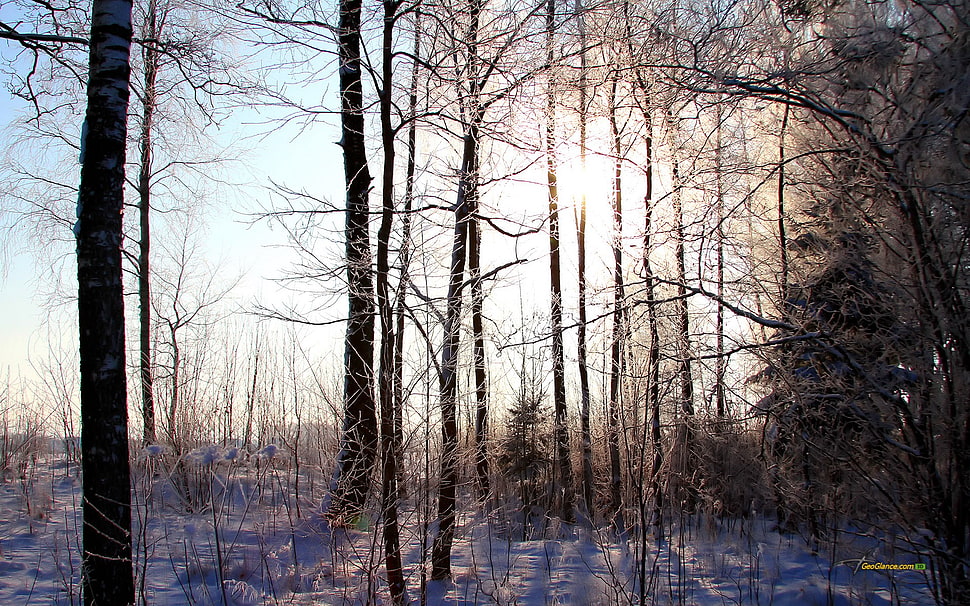 brown bare trees, forest, winter HD wallpaper