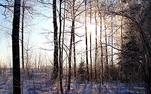 brown bare trees, forest, winter