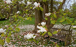 white flowers on green tree