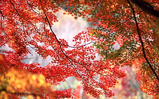 red and pink tree