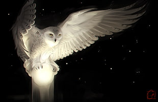 white owl illustration, digital art, owl