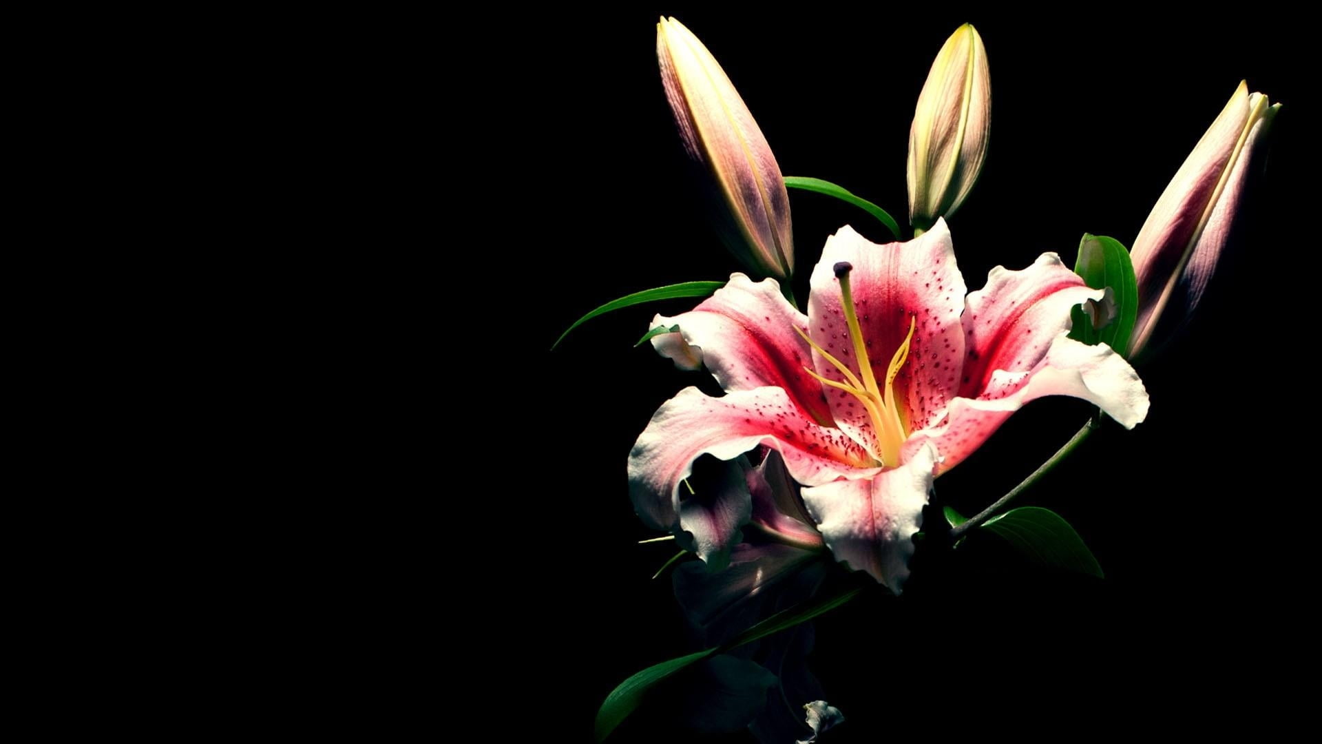 1366x768 resolution | Stargazer Lily in closeup photography HD ...
