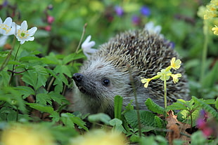 depth of field photography of hedgehog on flower fields