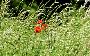 red flower and green grass HD wallpaper