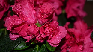 closeup photo of pink petaled flowers