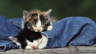 two white-and-black and white-and-gray tabby kittens, animals, cat, kittens, jeans