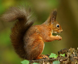 brown squirrel standing in a brown wood