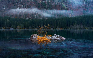 grey rock, lake, rocks, forest, mist
