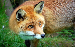 selective focus photography of brown fox looking to it's left side HD wallpaper