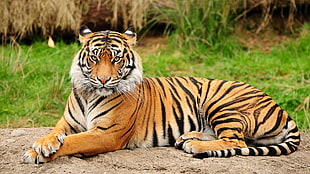 orange tiger, tiger, animals, mammals, big cats