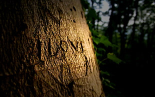 brown tree LOVE text sculptured