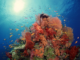school of fish, underwater, sea HD wallpaper