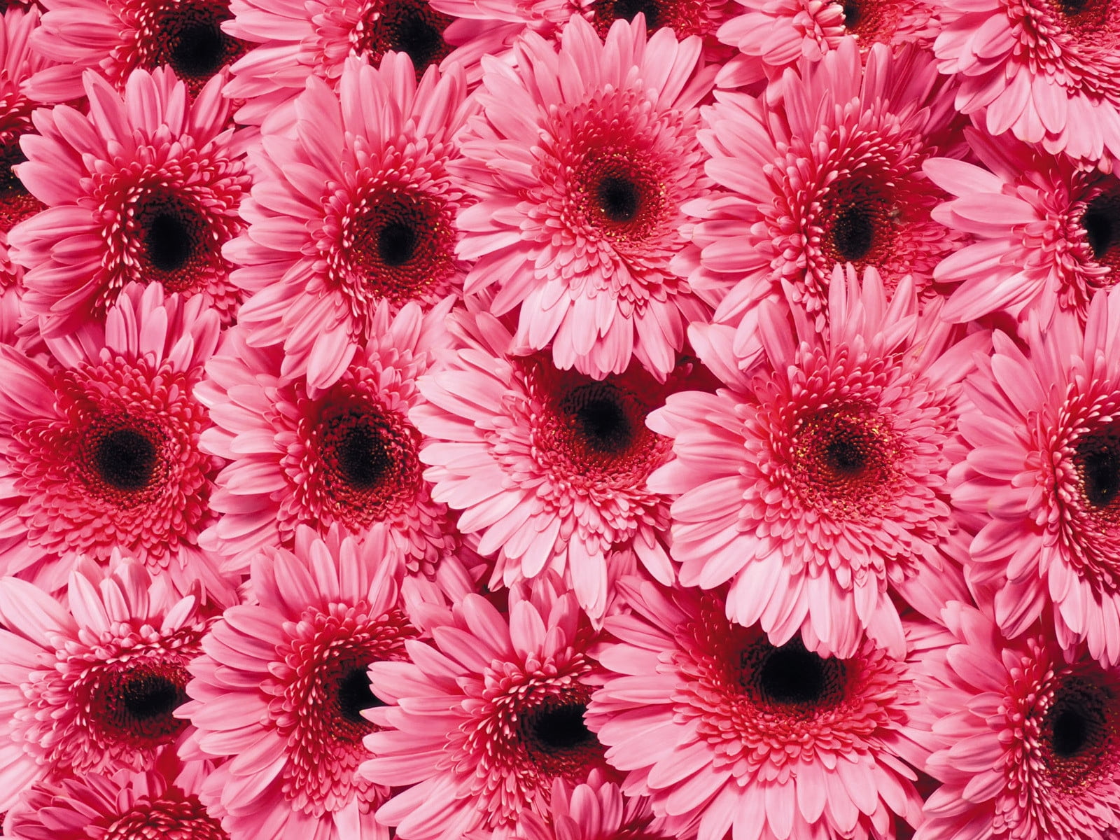 pink petaled flowers