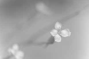 selective color photography of white petaled flowe r