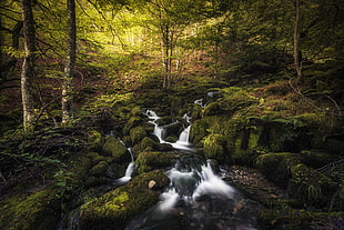 photography of stream between green tall trees
