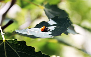 orange ladybug perching on green leaf in close-up photography
