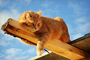 orange tabby cat on brown wood plank lying
