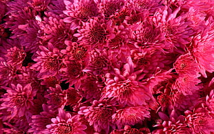 macro photography of pink petaled flowers HD wallpaper