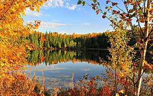 lake between trees during daytime