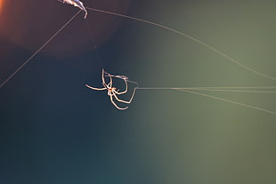 beige Orb weaving spider