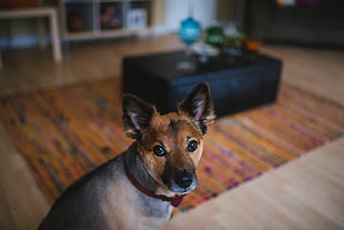 short-coated black and tan puppy sits on floor inside the room HD wallpaper