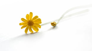 yellow Bidens flower with bud