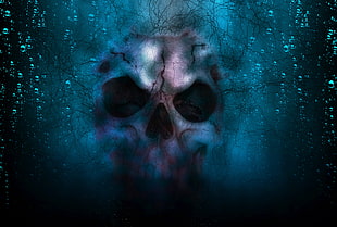 blue and black skull wallpaper HD wallpaper