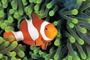 clown fish on green coral HD wallpaper
