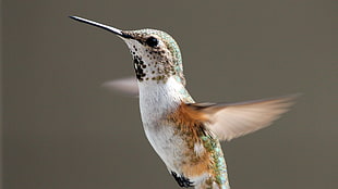 closeup photography of white, orange, and green Hummingbird