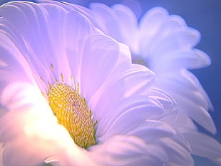 macro photography of white Daisy flower HD wallpaper