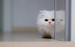 white fur cat