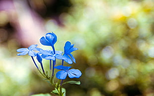 bokeh shot of blue flowers with green leaves
