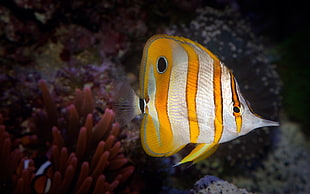 yellow and gray fish, coral, fish