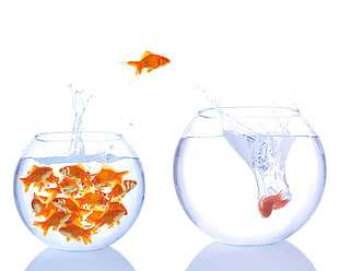 school of goldfish in fish bowl and one jumping out HD wallpaper
