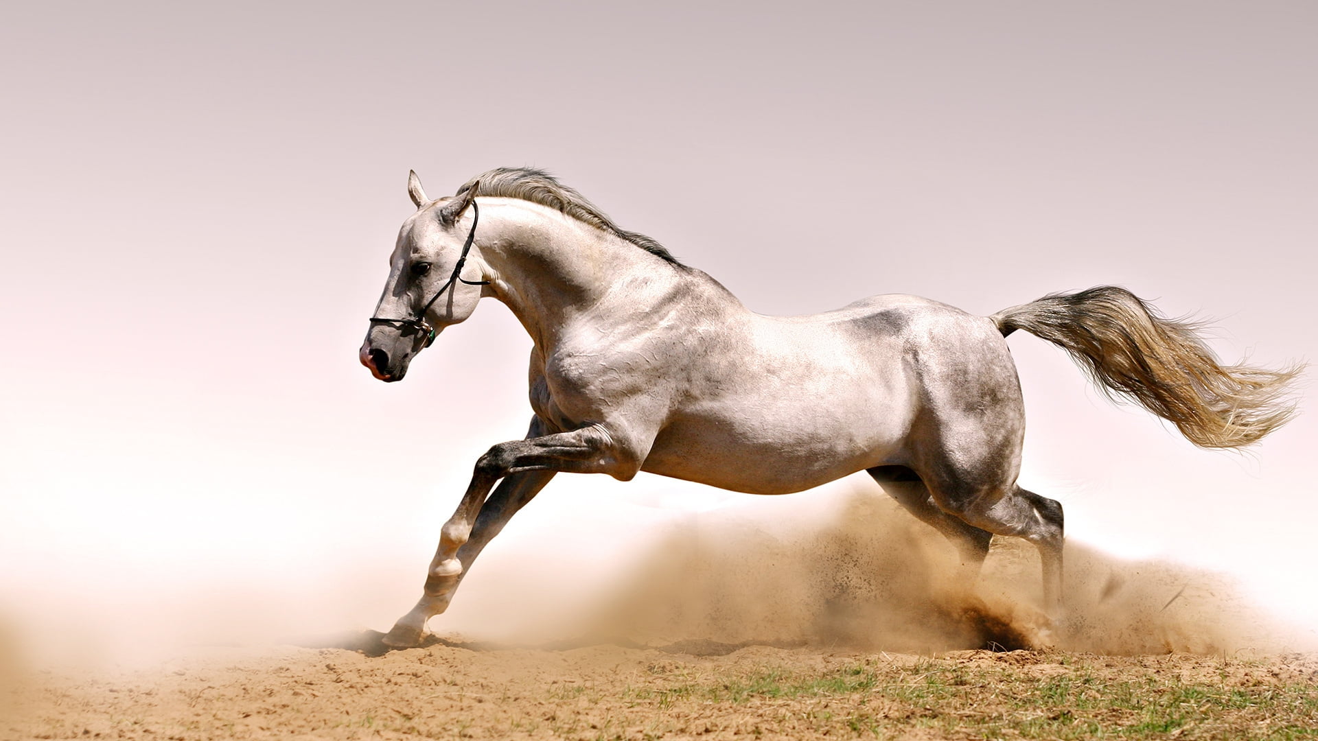 White horse HD wallpaper | Wallpaper Flare