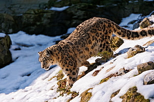 snow leopard walking on snow HD wallpaper