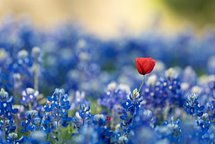 red poppy flower and blue sage flowers, blue, red flowers, blue flowers, flowers HD wallpaper
