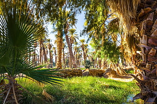 green palm tree, nature, palm trees HD wallpaper