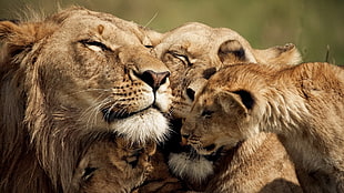 brown lion and lioness photography