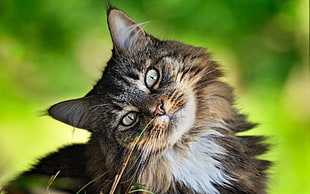 selective focus photography of brown long-furred cat