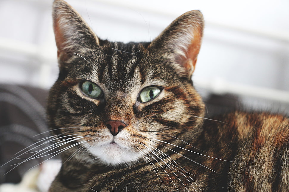gray tabby cat HD wallpaper