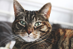 gray tabby cat