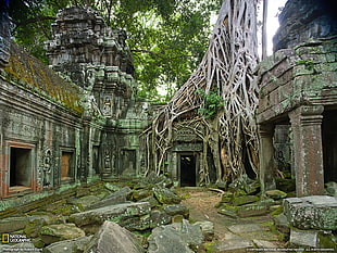 green and brown ruins, ruin, nature, trees, temple
